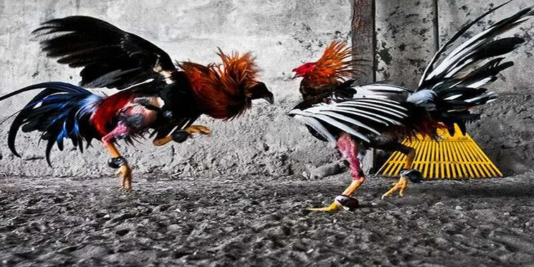 Cách Chơi Đá Gà GA28 VSWin Hướng Dẫn Chi Tiết Và Bí Quyết Đặt Cược Hiệu Quả