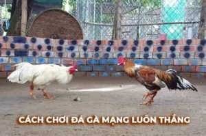 Cách Chơi Đá Gà Sabong Tại VSWin Chi Tiết Luật Cược Và Mẹo Phân Tích Hiệu Quả