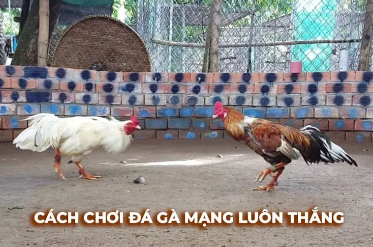 Cách Chơi Đá Gà Sabong Tại VSWin Chi Tiết Luật Cược Và Mẹo Phân Tích Hiệu Quả 1 Cách Chơi Đá Gà Sabong Tại VSWin Chi Tiết Luật Cược Và Mẹo Phân Tích Hiệu Quả